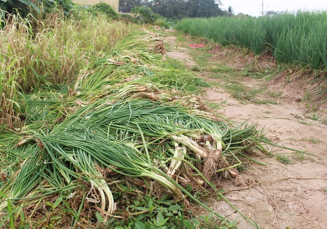 Hành lá rẻ như cho, bán 3 kg không mua nổi 1 cốc trà đá: Dân nhổ, vứt bỏ