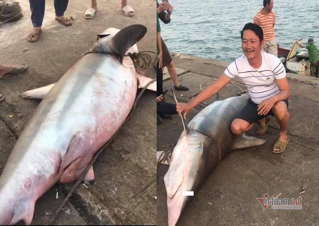 Cá mập gần 1,5 tạ mắc lưới, ngư dân Quảng Trị bán 18 triệu đồng