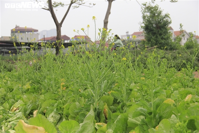 Hà Nội: Rau xanh rẻ như bèo, nông dân bỏ đầy đồng làm phân bón