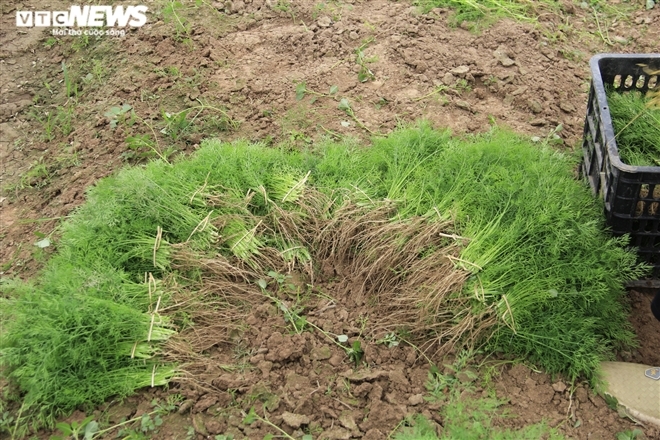 Hà Nội: Rau xanh rẻ như bèo, nông dân bỏ đầy đồng làm phân bón