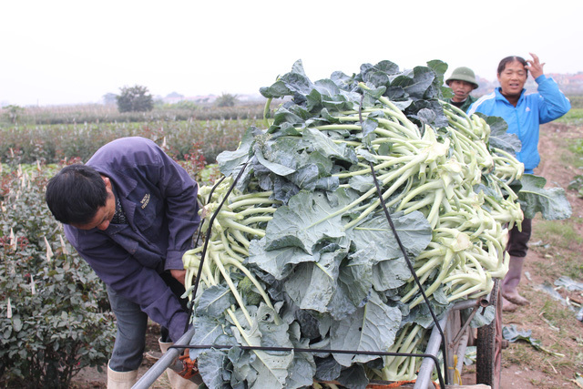 1.000 đồng/kg không ai mua, nghìn tấn ế đầy đồng, dân Mê Linh kêu cứu