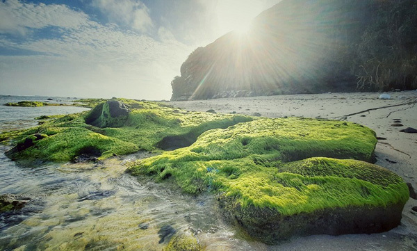 Heavenly scenery of green moss in Ly Son Island