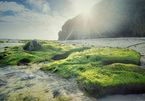 Heavenly scenery of green moss in Ly Son Island