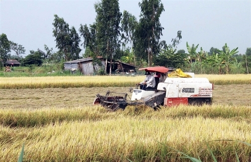 Mekong Delta farmers get bumper harvest, high prices for winter-spring rice