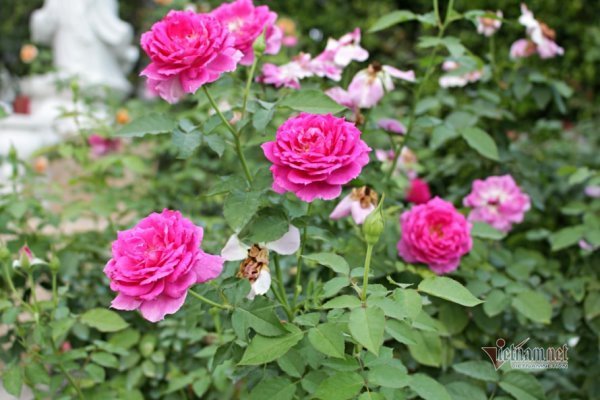 Những lời chúc hay, ý nghĩa ngày 8/3