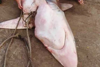Bắt con cá lạ bán gần nghìn USD, trâu hồng hiếm có giá tiền tỷ