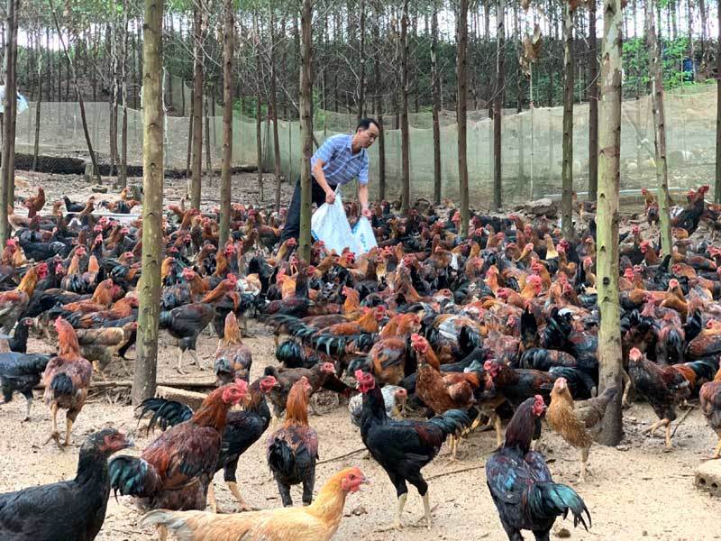 Barefoot billionaires: raising fowl, growing fruits