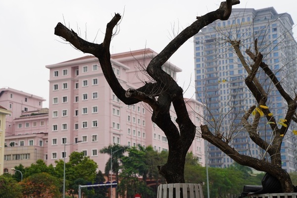 7 cây sưa đỏ quý hiếm trên đường Nguyễn Văn Huyên ở Hà Nội đã chết