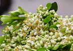 Scent of grapefruit flowers filled up streets of Hanoi