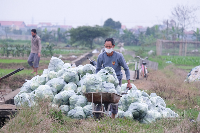 Lên sàn giải cứu, đưa nông sản đến tận tay người mua