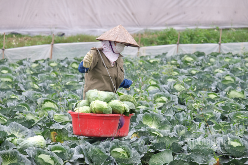 Lên sàn giải cứu, đưa nông sản đến tận tay người mua