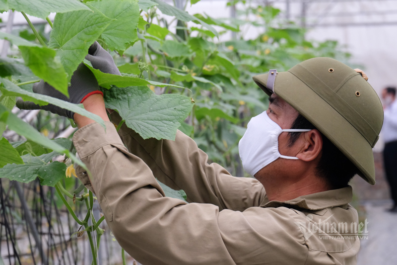 Lên sàn giải cứu, đưa nông sản đến tận tay người mua