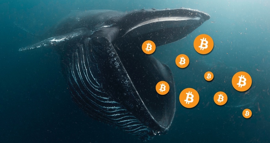 Một 'cá voi' bắt đáy, mua vào 490 Bitcoin