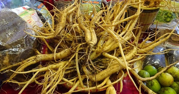 Sâm giả khắp nơi