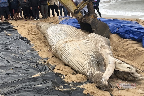 Dùng máy xúc an táng cá voi nặng 1 tấn dạt biển Quảng Bình