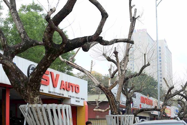 Số phận bảy gốc sưa quý hiếm chết khô giữa phố Hà Nội