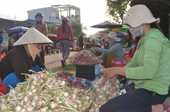 Chở tỏi từ đất liền ra đảo Lý Sơn để giả thương hiệu