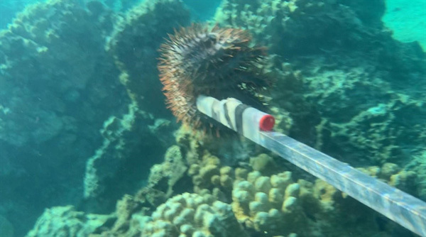 Tour guides form team to save coral off coast of Binh Thuan Province