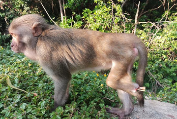 Da Nang City urges protection of endangered primate population