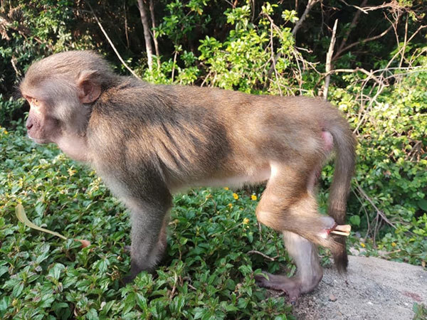 Da Nang City urges protection of endangered primate population