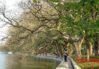 Old green trees - a special heritage of Hanoi