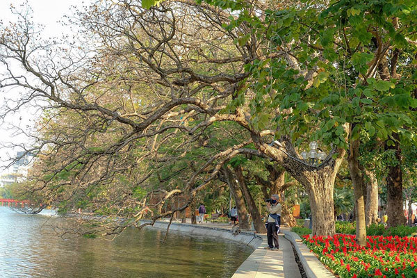 Old green trees - a special heritage of Hanoi