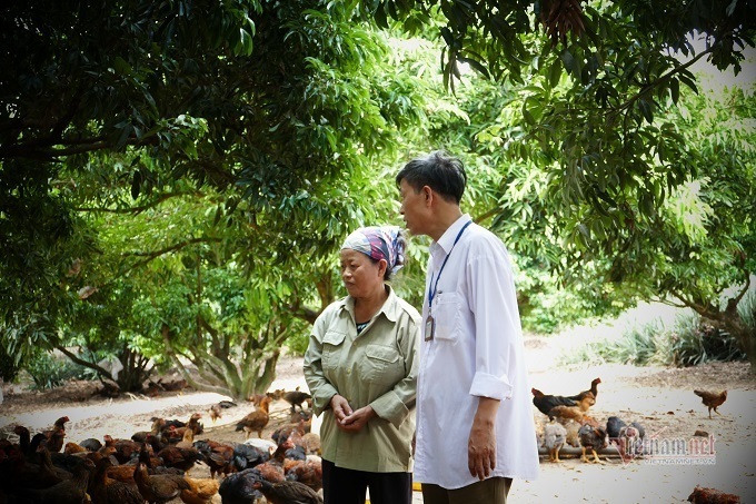 Chăn nuôi gà đồi Yên Thế theo mô hình an toàn sinh học