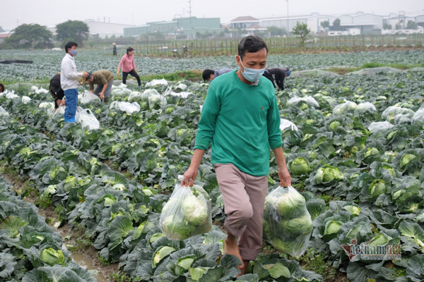 Farmers in Hai Duong turn to e-commerce sites to sell produce