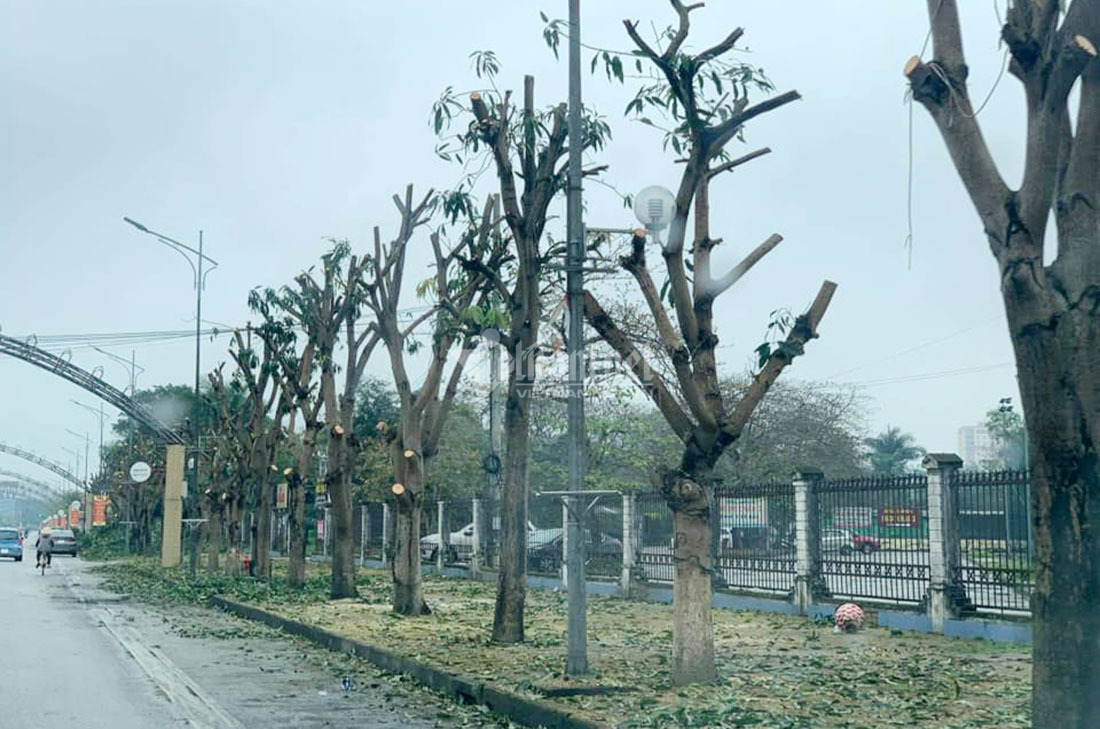 Bằng sự thiện tâm, xin hãy trồng một cây