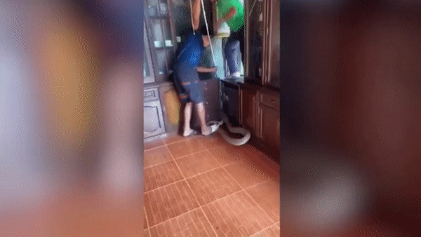 Rắn độc dài gần 6m đột nhập nhà dân