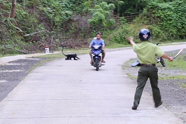 Monkeys attack passersby in Quang Tri