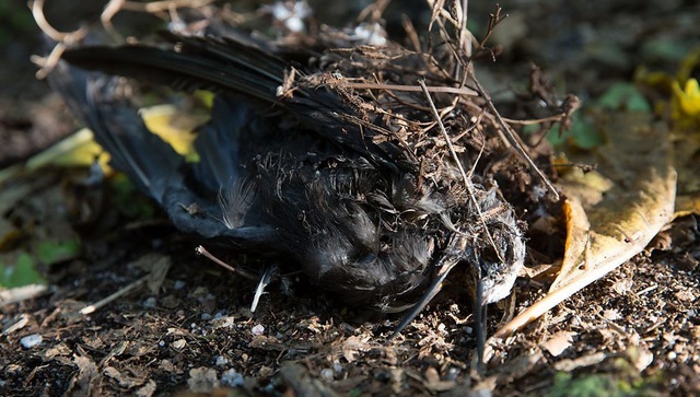 Phát hiện loài cây 'tử thần' chuyên giết chim để biến xác thành phân bón Phat-hien-loai-cay-tu-than-chuyen-giet-chim-de-bien-xac-thanh-phan-bon-3