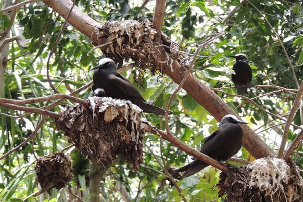 Phát hiện loài cây ‘tử thần’ chuyên giết chim để biến xác thành phân bón