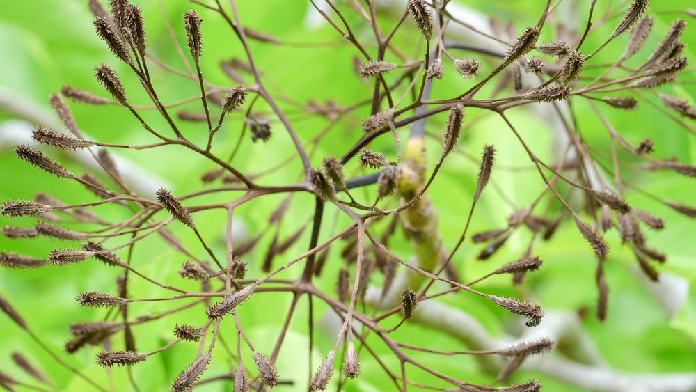 Phát hiện loài cây 'tử thần' chuyên giết chim để biến xác thành phân bón Phat-hien-loai-cay-tu-than-chuyen-giet-chim-de-bien-xac-thanh-phan-bon