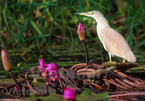 Tram Chim Park home to spectacular diversity of bird species