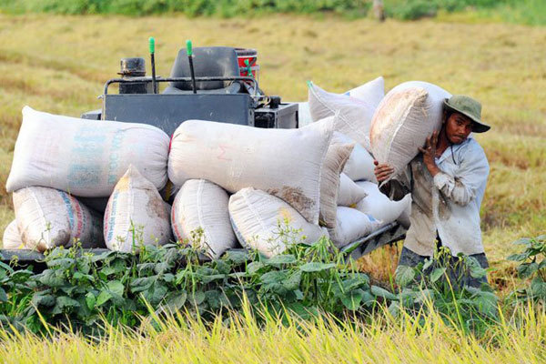 Profile change boosts rice export