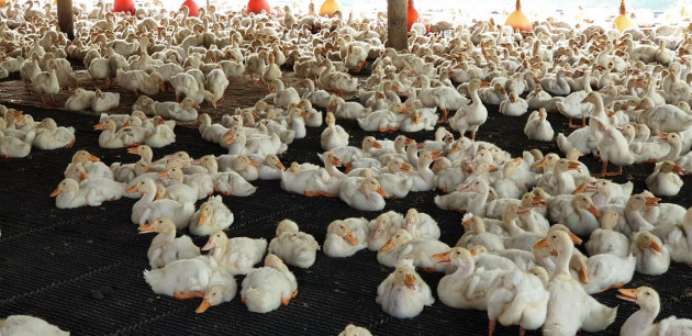 Đồng Tháp sẽ phát triển hình thức nuôi tập trung, khép kín