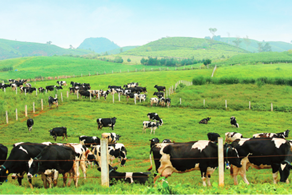 Cuộc sống ‘thiên đường’ của đàn bò sữa ở Mộc Châu