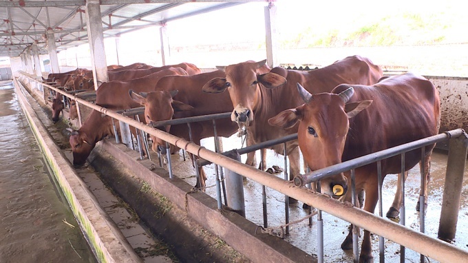 Kiến Xương phòng, chống dịch lở mồm long móng cho đàn gia súc