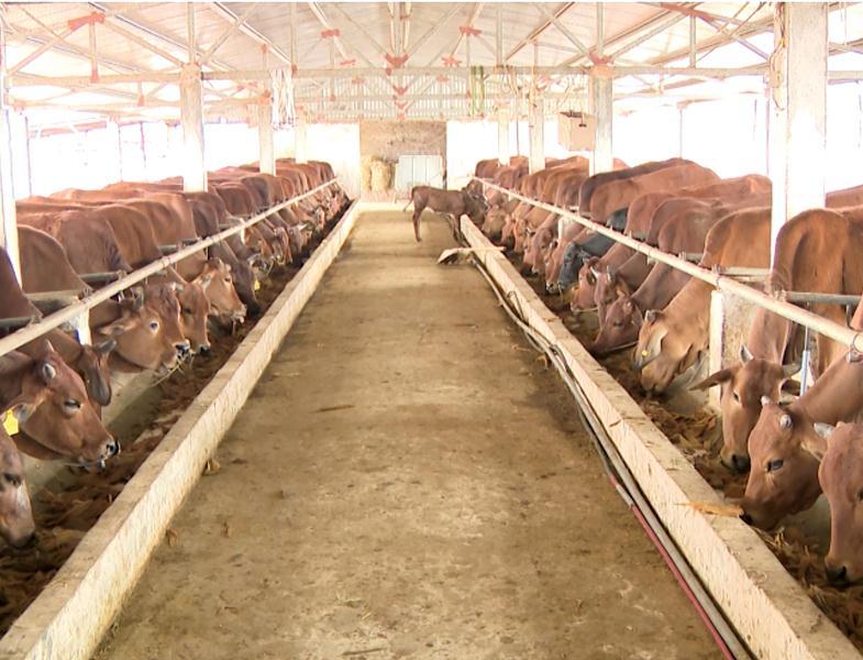 Quỳnh Phụ phấn đấu tiêm vaccine ngừa lở mồm long móng cho 90% gia súc