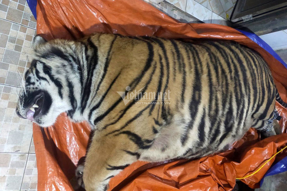 Seven dead tigers found in car in Vietnam