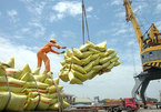 Vietnamese rice export price reaches record level