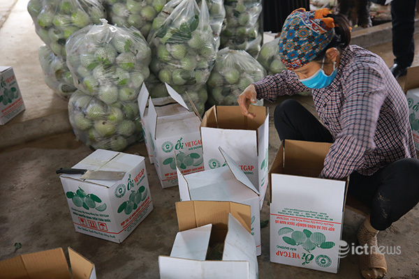 Farmers get help to sell produce via e-commerce