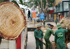 Cận cảnh loạt cây xanh 'trái tim thành Vinh' bị đốn hạ làm phố đi bộ