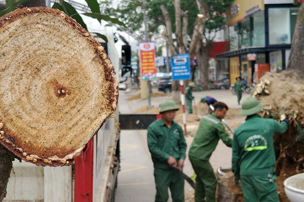 Cận cảnh loạt cây xanh 'trái tim thành Vinh' bị đốn hạ làm phố đi bộ