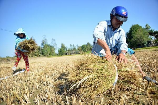 Di sản nông nghiệp Việt Nam: Câu chuyện về 