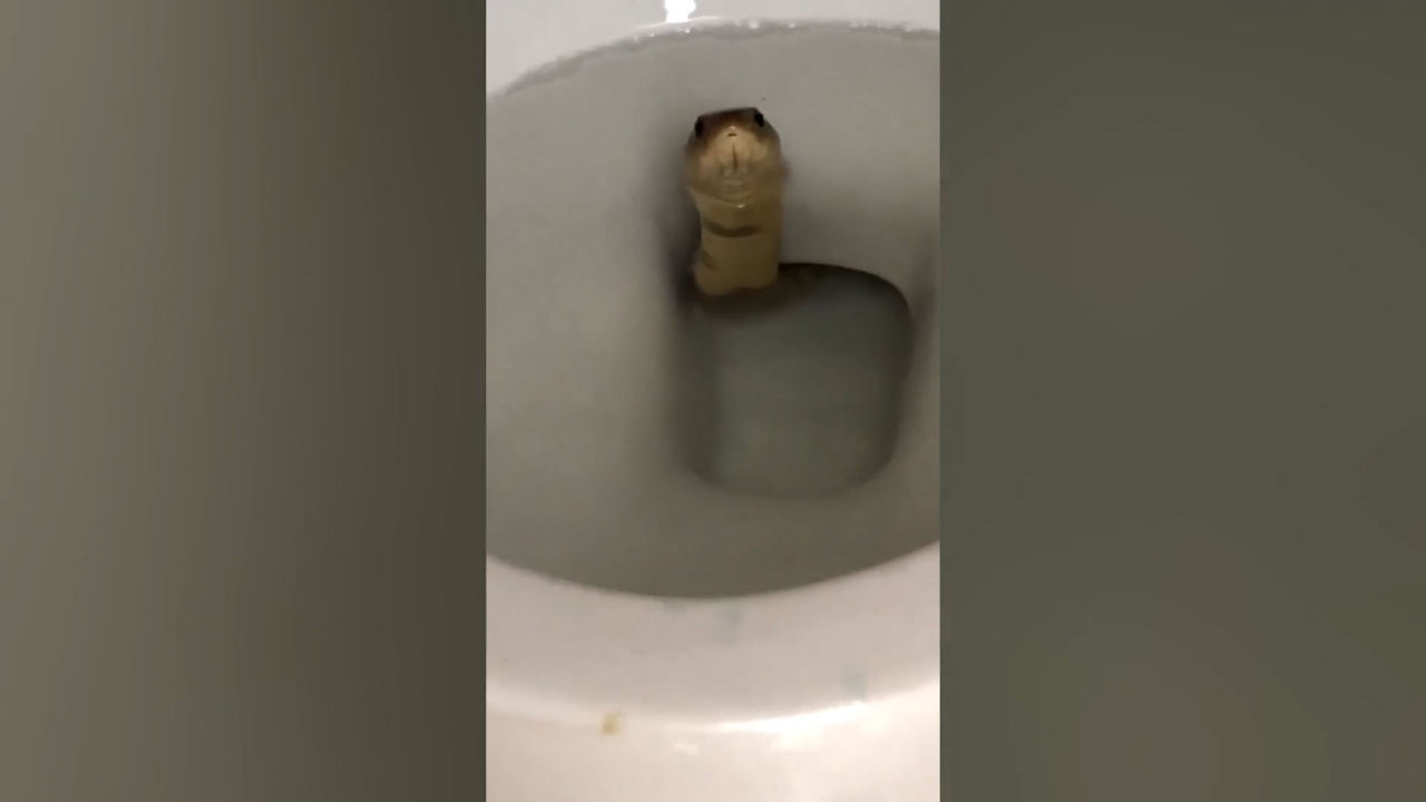 Rắn độc bất ngờ chui lên từ bồn cầu gây hoảng sợ