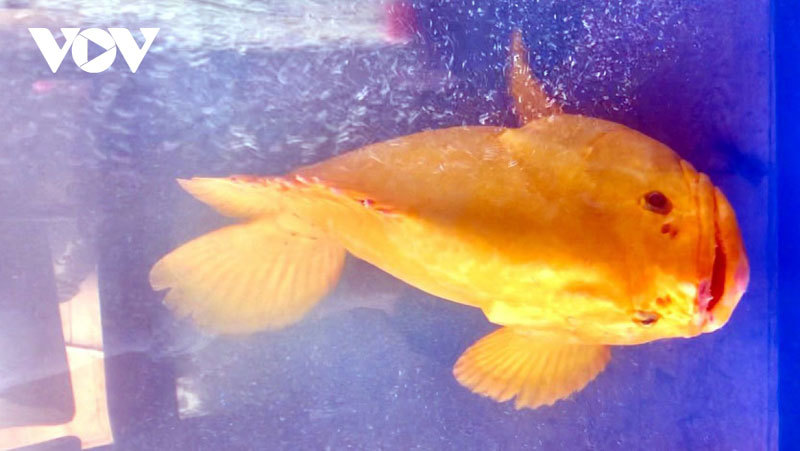 Cá mú toàn thân vàng óng được trả giá 200 triệu đồng