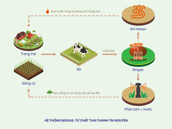 12 trang trại bò sữa của Vinamilk được triển khai dùng năng lượng mặt trời