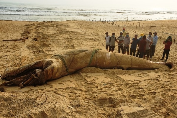 Cá voi dài 8m, nặng 4 tấn trôi dạt vào bờ biển Quảng Nam